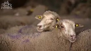 Miniature : REPORTAGE : Grâce à la FBB, 375 moutons ont échappé au pire lors de l’Aïd el-Kébir