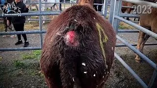 Miniature : 🐴 Foire de Maurs : L’heure de bilan
