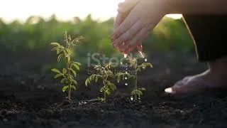Miniature : Le Reboisement — Pourquoi Planter des Arbres Peut Sauver la Planète