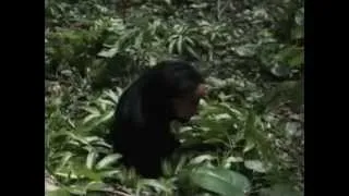 Miniature : La Chose la plus Flippante qu'on Puisse Découvrir en Pleine Forêt
