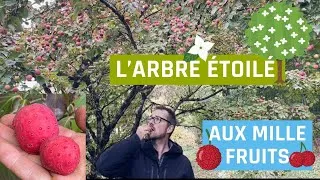 Miniature : L'arbre étoilé aux mille fruits (Cornus kousa)