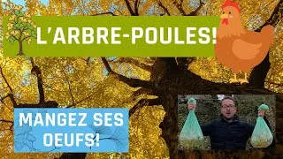 Miniature : Manger des oeufs d'arbre, avec l'arbre-poule!