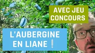 Miniature : L'aubergine en liane
