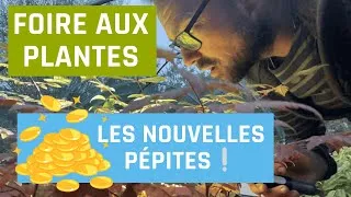 Miniature : Foire aux plantes : Les nouvelles pépites