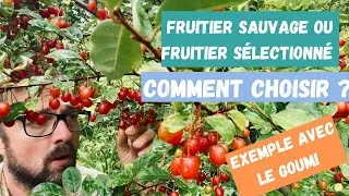 Miniature : Entre fruitier sauvage et fruitier sélectionné, comment choisir ? Exemple avec le goumi du Japon.