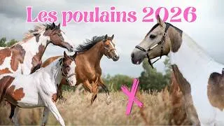 Miniature : VLOG ÉLEVAGE : Les poulains attendus pour 2026 ! 🍼🐴