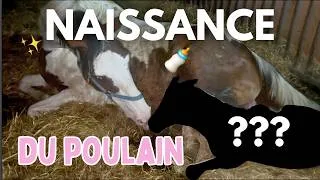 Miniature : LE PREMIER POULAIN 2026 EST ARRIVÉ 🍼🐴 (et j'en suis fan ! 🥹)