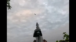 Miniature : Les corneilles arrivent de partout… matinée de régulation 🐦‍⬛
