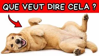 Miniature : Si votre chien se met SUR LE DOS devant vous, NE L’IGNOREZ PAS !