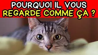 Miniature : Pourquoi votre chat vous FIXE DU REGARD ? La vérité va vous surprendre !