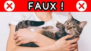 Miniature : Pourquoi votre chat N’AIME PAS être PORTÉ ? (Ce n’est pas ce que vous croyez)
