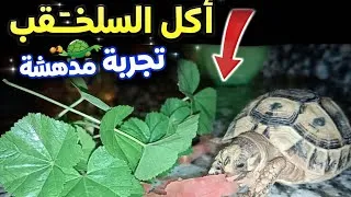 Miniature : أكل السلحفاة عن قرب 🐢 تجربة مدهشة!