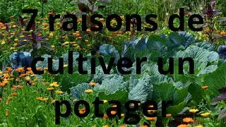 Miniature : 7 raisons de cultiver un potager en français