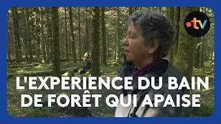 Miniature : Comment le bain de forêt transforme une simple balade en parenthèse de bien-être