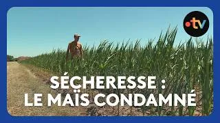 Miniature : Canicule : les récoltes de maïs sont déjà perdues en Saône-et-Loire
