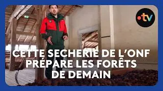 Miniature : Les forêts de demain naissent dans cette sécherie de l'ONF