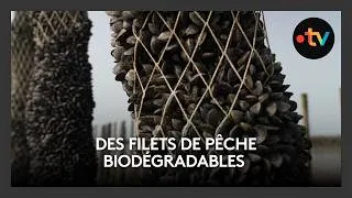 Miniature : En test dans la Manche, des filets biodégradables pour lutter contre la pollution plastique.