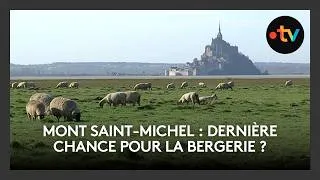 Miniature : Mont saint-michel : dernière chance pour la bergerie ?