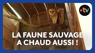 Miniature : Face à la canicule les animaux sauvages ont aussi besoin de soins