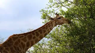 Miniature : Biggest land animal by height