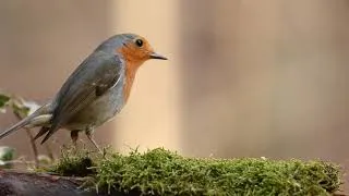 Miniature : Small robin bird