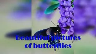 Miniature : Beautiful pictures of butterflies