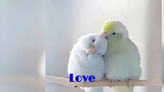 Miniature : love with birds