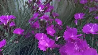 Miniature : Flowers with relaxation music
