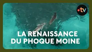 Miniature : Après avoir frôlé l'extinction, le phoque moine est de retour sur les côtes grecques !