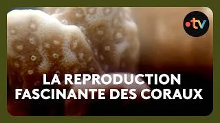 Miniature : L'étrange spectacle de la reproduction des coraux