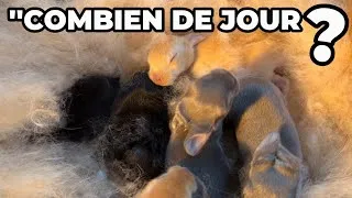 Miniature : Voici les Lapereaux Qui Feront L'objet De Nos Prochaines Vidéos Dans Les Jours a Venir 
