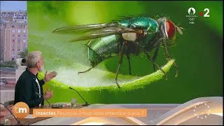 Miniature : Les insectes et autres mouches de l'été : "on a dit pas le physique !" (François Lasserre)