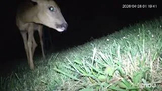 Miniature : Renard, biches, martre... 4 minutes de vie nocturne au jardin