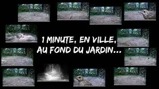 Miniature : La mare éphémère - minute 038