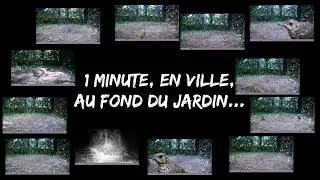 Miniature : La mare éphémère - minute 037