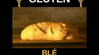 Miniature : Gluten   blé moderne vs blé ancien