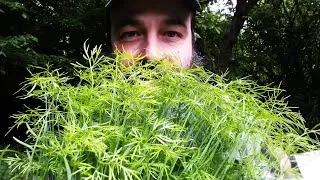 Miniature : 🦋Plantation de POIREAUX et on sème enfin les CAROTTES en mode ZEN. 🦋VLOG 15