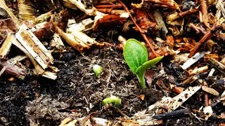 Miniature : 🦋 BILAN FIN début de SAISON avec des semences, des résultats et balade dans le jardin.🦋PAUSE JARDIN