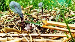 Miniature : 🦋On sème, on plante les patates et ça pousse au potager sur sol vivant. 🦋VLOG 14