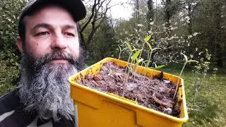 Miniature : 🦋Tomates qui filent, pas de panique, semis d'amarante et récolte de la première salade. 🦋VLOG 13