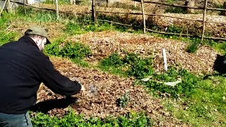 Miniature : 🦋Semi en direct sous bocal et retour d'expérience; plantation de saules et semis oignons. 🦋VLOG 12