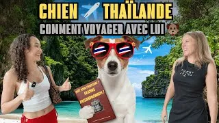 Miniature : Les astuces pour déménager à l’étranger avec ton chien