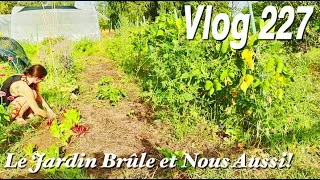Miniature : Le Jardin et les Animaux n'aiment pas cette chaleur | Recette de Tortillas -Vlog 227-