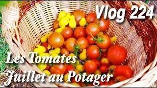 Miniature : Combien de Tomates en cette période? | Première pastèque et quelques galères -Vlog 224-