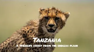 Miniature : Tanzania : A wildlife story from the endless plain [4K]