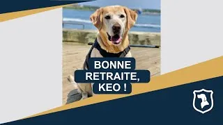 Miniature : Le chien détecteur Keo, de la région de l'Atlantique, prend sa retraite après 7 ans de service!