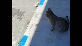 Miniature : un chat joue avec une sauterelle