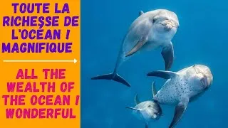 Miniature : Toute la richesse de l'océan ! Magnifique / All the wealth of the ocean ! Wonderful