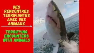 Miniature : Des rencontres terrifiantes avec des animaux / Terrifying encounters with animals