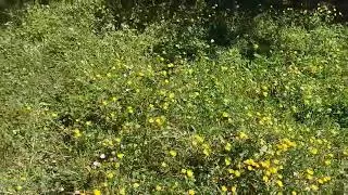 Miniature : VID 20250529 222737